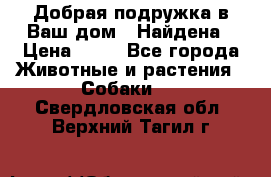 Добрая подружка,в Ваш дом!!!Найдена › Цена ­ 10 - Все города Животные и растения » Собаки   . Свердловская обл.,Верхний Тагил г.